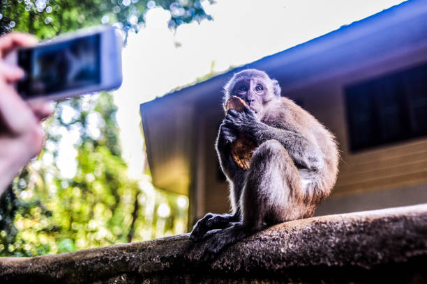 istock Eating monkey being photographed by smartphone, Thailand 1302271568