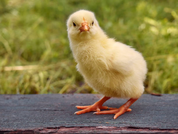 istock Cute little newborn chicken. 1302271913