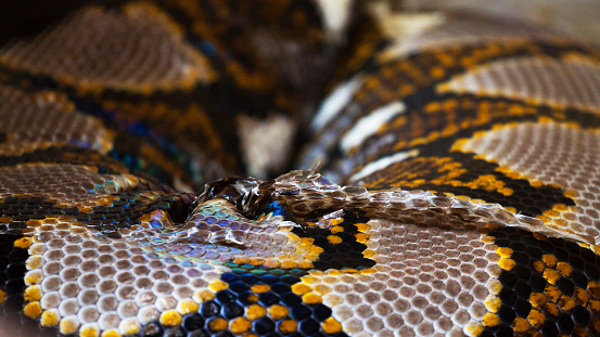 Close-up of python snake
