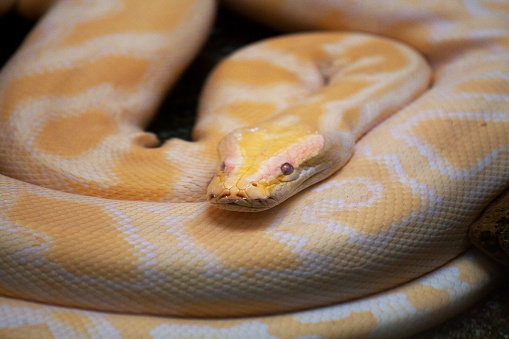 A southern Africa rock python, Python natalensis, curled up on a dirt road in the Masai Mara, Kenya. This snake can grow to over five metres and is one of the largest snakes in the world.