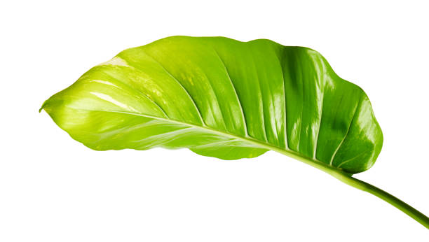 istock Devil's ivy, Golden pothos, Epipremnum aureum, isolated on white background with clipping path 1302273301