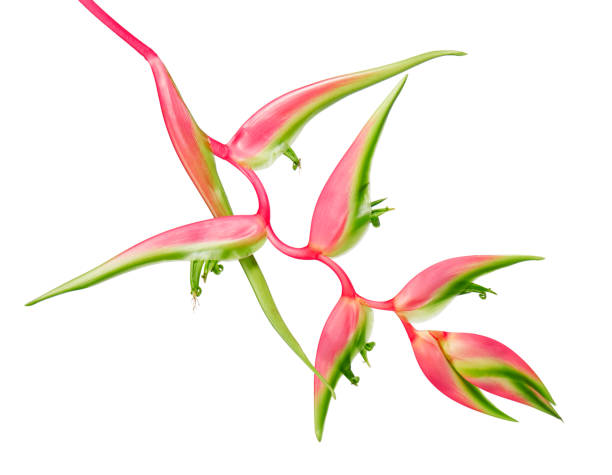 istock Heliconia chartacea flower, Tropical flowers isolated on white background, with clipping path 1302273377