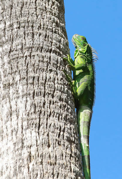 istock Green Iguana heating up in the sun 1302273486