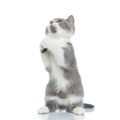 british shorthair cat standing on hind legs and praying against white background