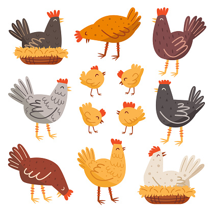 Hen, bird, cock, chicken set. Domestic animals. Farm, countryside life. Eco food production. Illustration, design element.