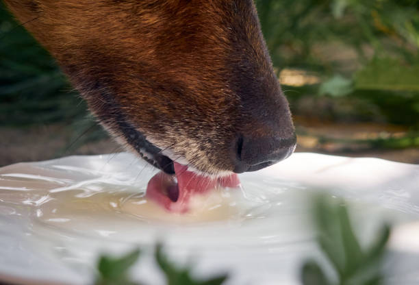 istock Dog drink milk from a plate. 1302274295