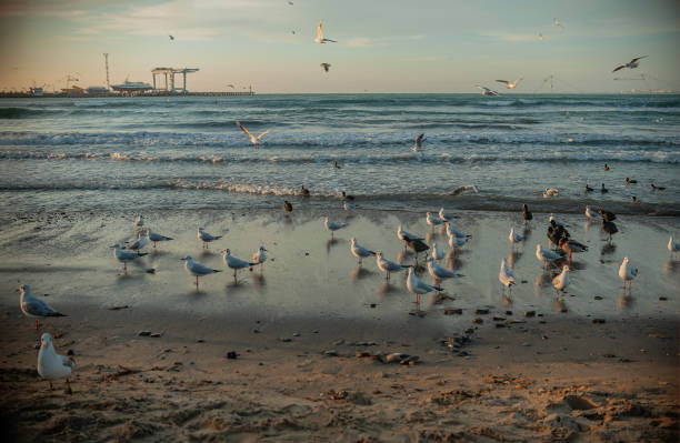 istock seascape during the golden hour 1302274337