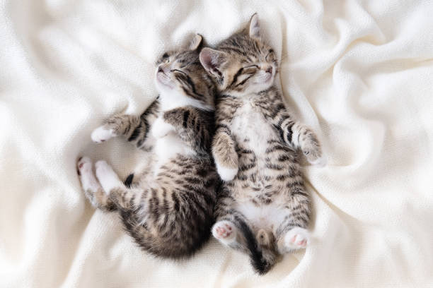 istock Two small striped domestic kittens sleeping at home lying on bed white blanket funny pose. cute adorable pets cats 1302274914