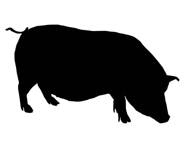 stockillustraties, clipart, cartoons en iconen met zwart silhouet van een hangbuikvarken op wit - hangbuikzwijn