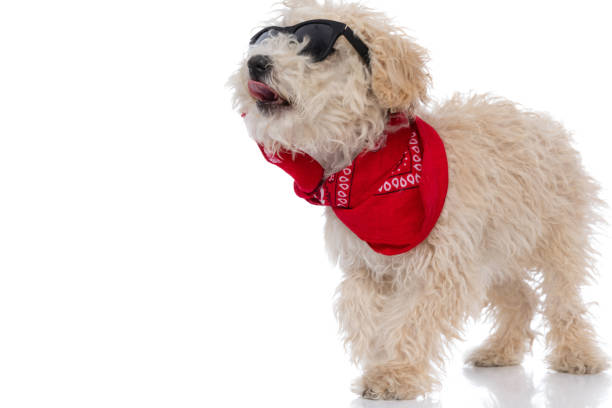 istock cool caniche dog wearing sunglasses and bandana 1302276101