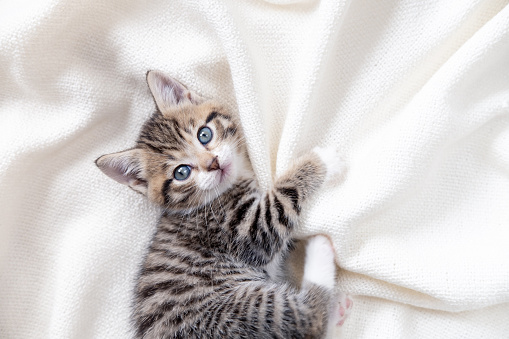 Cute striped kitten lying white blanket on bed. Looking at camera. Concept of adorable little pets