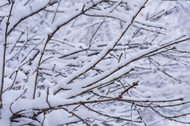 istock Close-up photo of tree branches in snow 1302277215