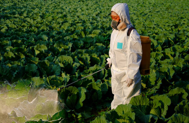 Gardener in a protective suit spray fertilizer and insecticide on huge cabbage vegetable plant Gardener in a protective suit spray fertilizer and insecticide on huge cabbage vegetable plant backpack sprayer stock pictures, royalty-free photos & images