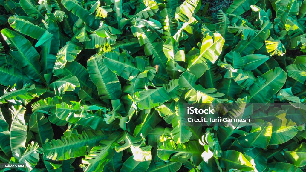 Scenic view of banana plantation on Antalia province, Turkey Landscape series Farm Stock Photo