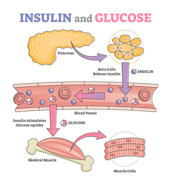 Insulin and glucose release regulation educational scheme outline concept Insulin and glucose release regulation educational scheme outline concept. Labeled anatomical process diagram with beta cells flow in blood vessel and uptake stimulation for muscle vector illustration glycogen stock illustrations