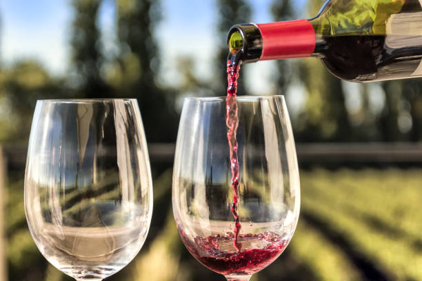 Serving red wine among vineyards, in wine tourism visits. Mendoza Argentina.