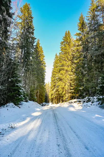 tiretracks in snow on road through forest in Sweden february 2021