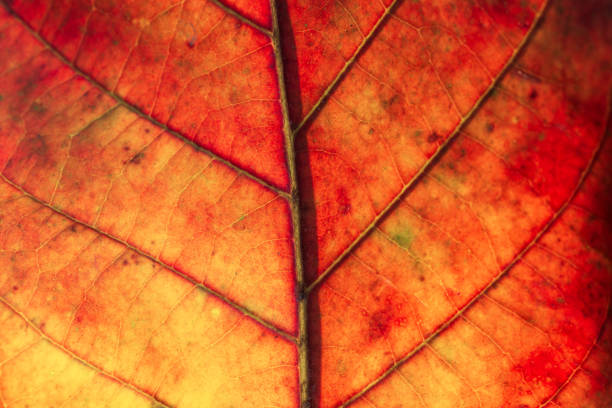 istock Red Leaf in Autumn. Abstract Art. Macro photography. 1302278812