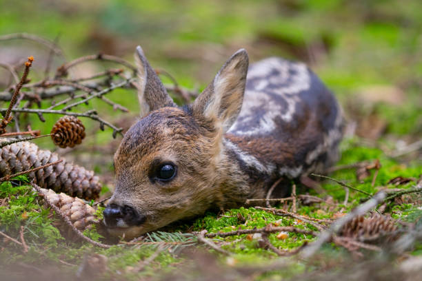 Little Fawn Al little fawn taking a rest fawn young deer stock pictures, royalty-free photos & images