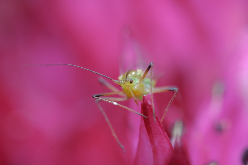 An aphid on a colored flower