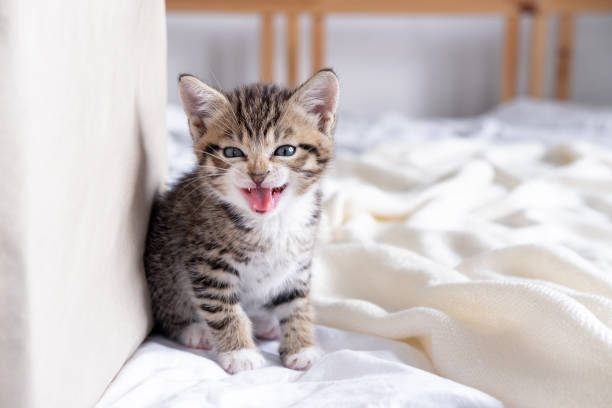 portrait meowing kätzchen mit offenem mund. kleines kätzchen hat angst, zischen, katze hat haarfell am ende. inländische neugierig eisern gestreifte kätzchen - vocalizing stock-fotos und bilder