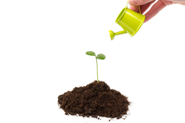 istock Sprout watered from a watering can isolated on white background 1302279579