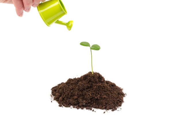 istock Sprout watered from a watering can isolated on white background 1302279582