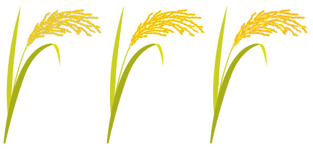 reispflanze vor weißem hintergrund - rice cereal plant white rice white stock-grafiken, -clipart, -cartoons und -symbole