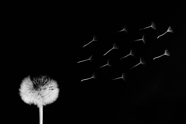 istock Macro flower Taraxacum officinale 1302281645