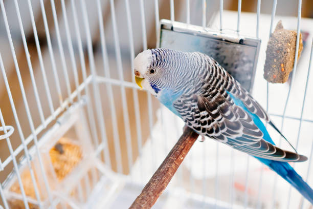 blue wavy parrot in a white cage near a dirty mirror. Pet. bird in captivity
