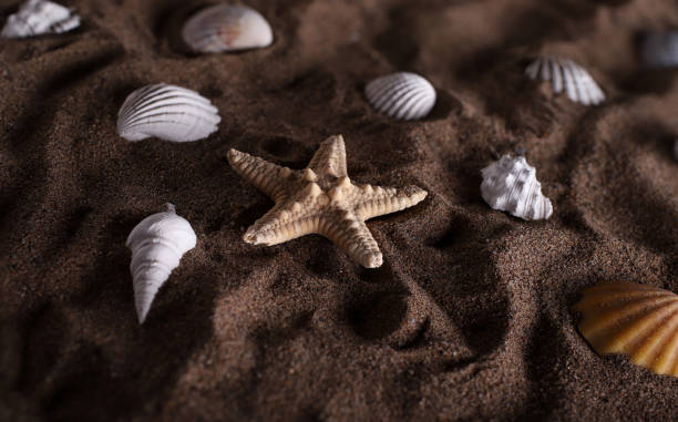 istock sandy beach with seashells and starfish close-up 1302283101