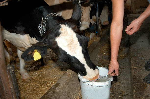 istock a farmer woman with cow 1302285853