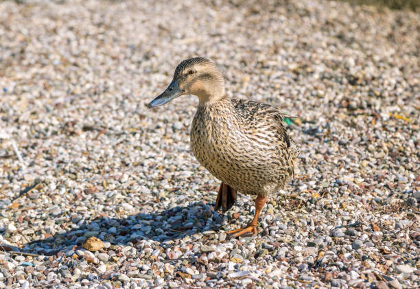 istock Brown mallard duck walking on sea shore 1302286173