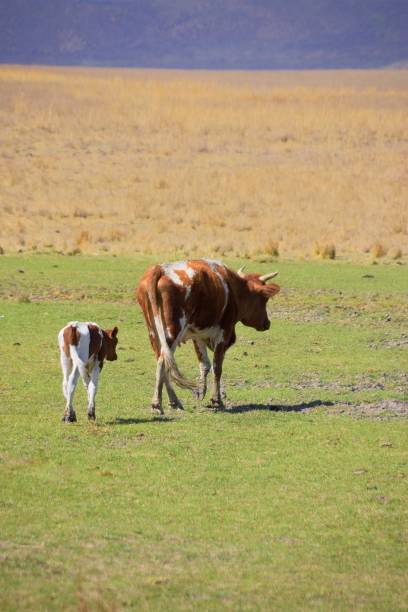 istock Cow Calf Operation in Lesthoto 1302286752