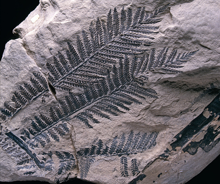 Fossil Fern / Odontopteris sp.350 million years ago