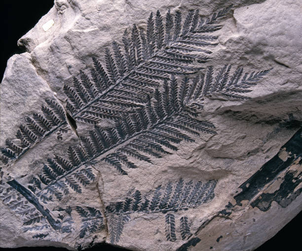 fossil fern - fossil imagens e fotografias de stock