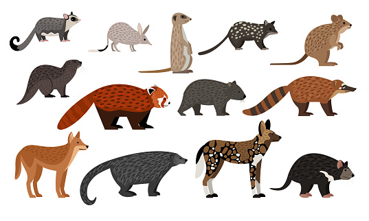 African animals set. Cartoon sugar glider, bilby quoll quokka otter red panda binturong coati dingo zoo creatures, wildlife characters collection isolated