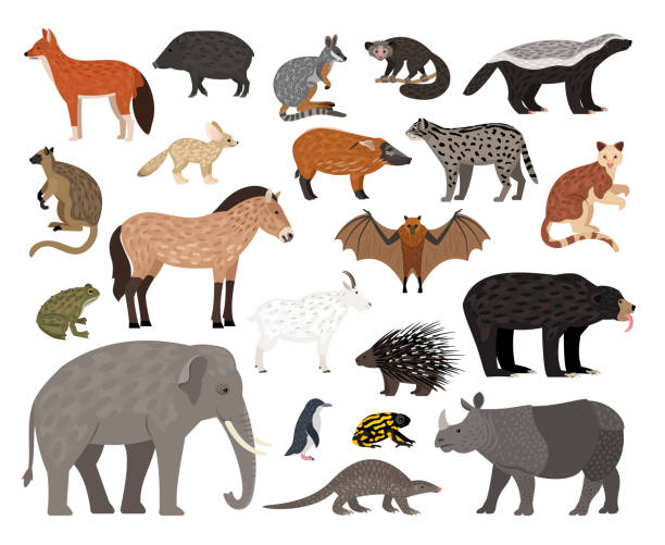 Savannah characters collection. Cartoon image of wildlife creatures, african animals set Savannah characters collection. Cartoon image of wildlife creatures, african animals set, vector illustration of residents of zoo isolated on white background wallaby stock illustrations