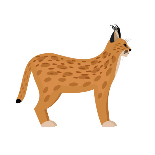illustrations, cliparts, dessins animés et icônes de lynx sauvage. chat mignon de dessin animé de la faune, bête rapide de la nature - lynx