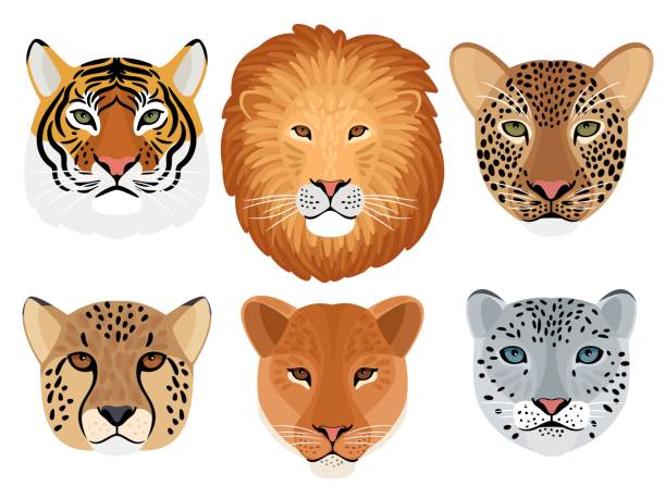 Wild cat head set. Hunting trophy, lion and tiger, leopard and snow leopard, cheetah front face of wildcats Wild cat head set. Hunting trophy, lion and tiger, leopard and snow leopard, cheetah front face of wildcats, vector illustration of aggressive beasts heads isolated on white background taxidermy cat stock illustrations