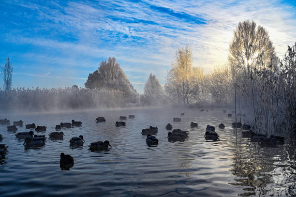 istock sunrise behind mallard birds in pond in park 1302289227