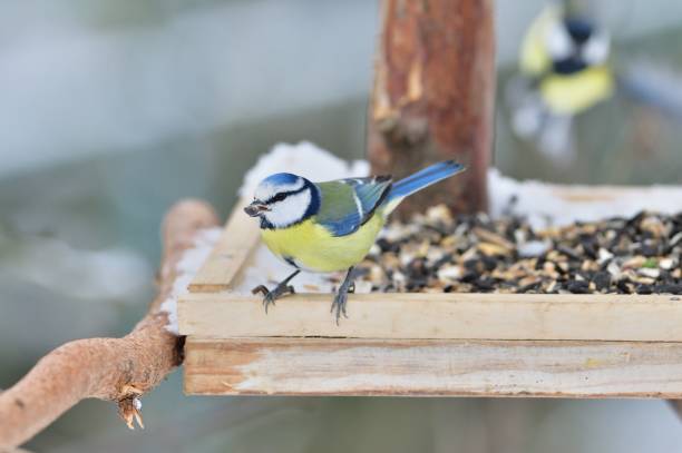 Eurasian blue tit sitting on a feeder rack with sunflower seeds for feeding in frozen winter stock photo