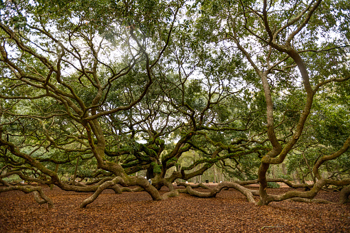 Angel Oak tree on Johns Island near Charleston, South Carolina.