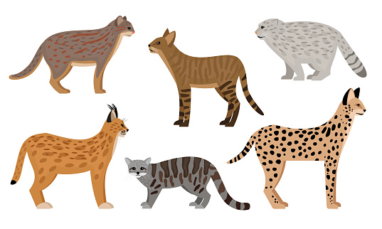 Wild cats set. Cartoon big aggressive mammals, fluffy zoo characters, serval jungle cat pallas cat rusty spotted cat caracal vector illustration, cute predators wildlife isolated on white background
