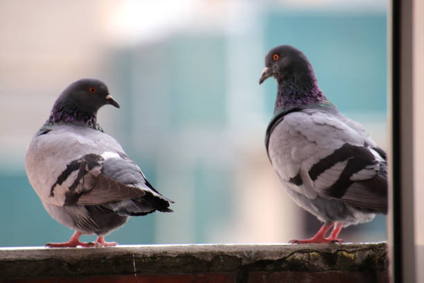 istock Two pigeons sitting on balcony and demonstrate communication 1302289681