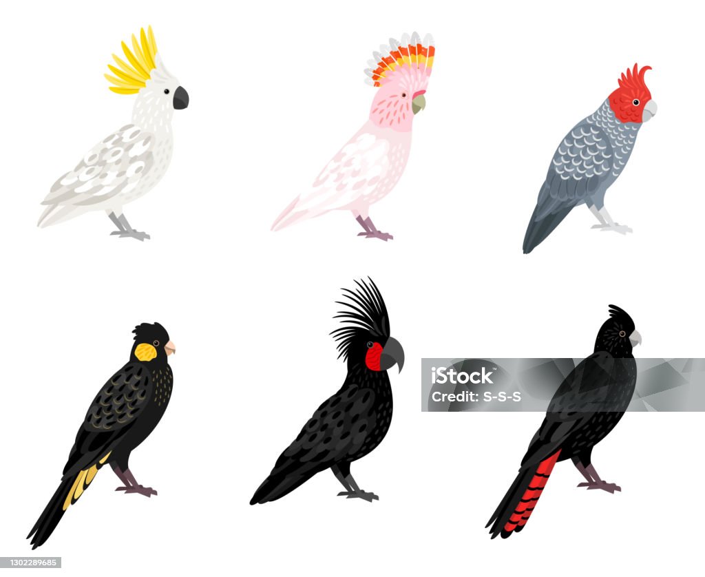 Papegaaien Kaketoe Beeldverhaal Tropische Gevleugelde Vogels Parkieten Met Snavels En Gekleurde Veren Stockvectorkunst En Meer Beelden Van Kaketoe - Istock