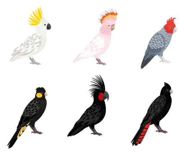 鸚鵡鸚鵡。卡通熱帶翼鳥，鸚鵡與嘴和彩色羽毛 - 小葵花美冠鸚鵡 幅插畫檔、美工圖案、卡通及圖標