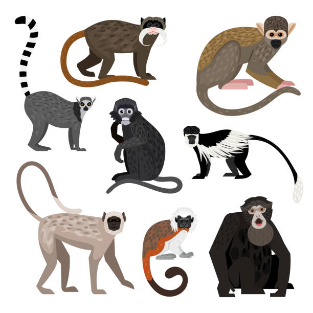 verschiedene affen-set. cartoon primaten der tierwelt, lustige zoo-charaktere - tamarin neuweltaffen und hundsaffen stock-grafiken, -clipart, -cartoons und -symbole