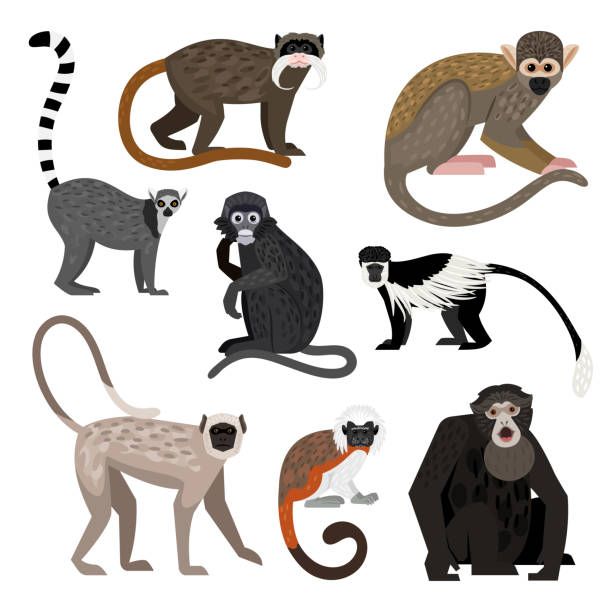 Different monkey set. Cartoon primates of wildlife, funny zoo characters Different monkey set. Cartoon primates of wildlife, funny zoo characters, colobus ring-tail lemur bolivian squirrel monkey siamang emperor tamarin dusky leaf monkey hanuman langur cotton top tamarin saimiri sciureus stock illustrations