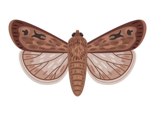 이국적인 나방. 날개와 만화 밤 곤충, 놀라운 큰 호주 나비비행 - moth stock illustrations